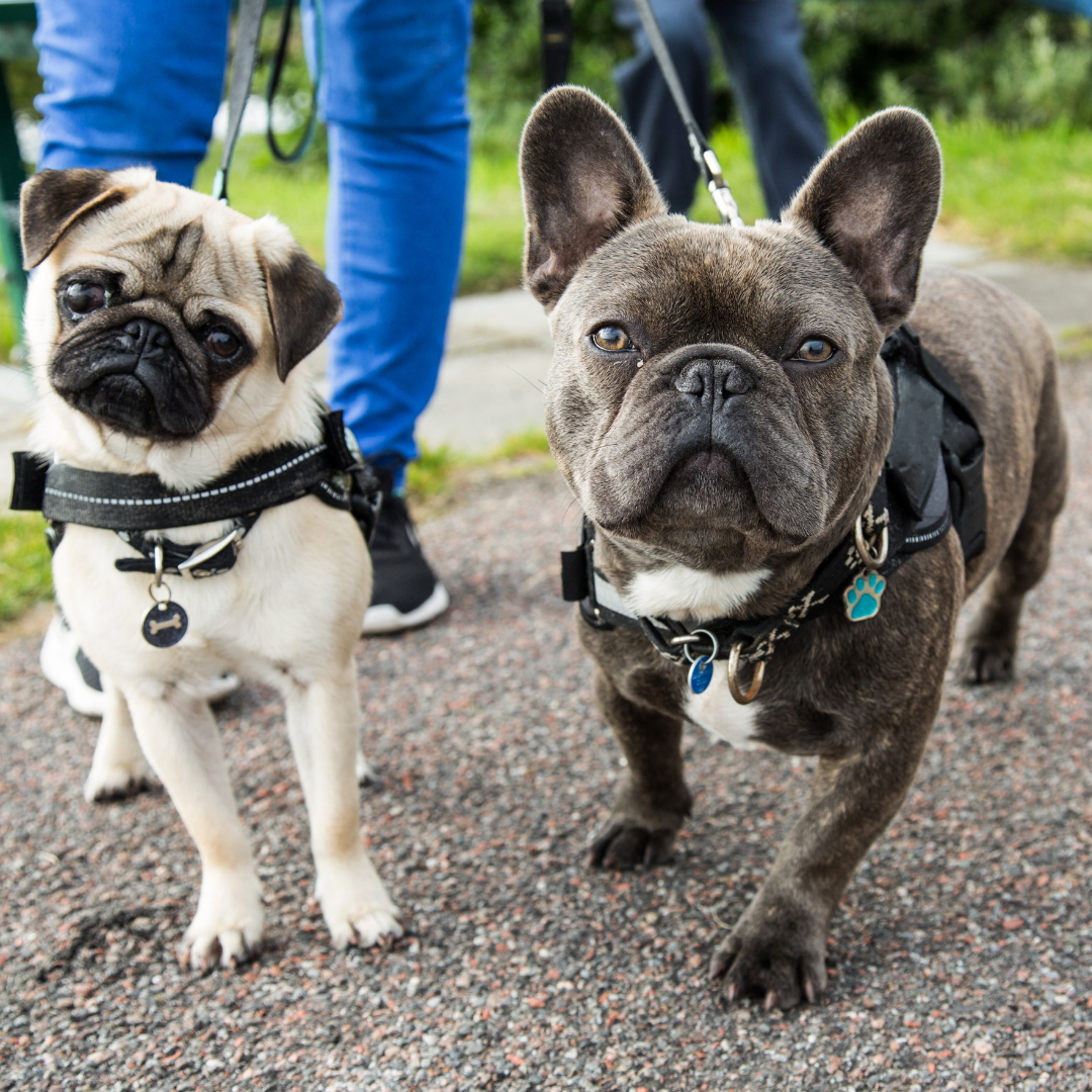 Feeding a Raw Dog Food Diet to your French Bulldog 